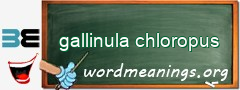 WordMeaning blackboard for gallinula chloropus